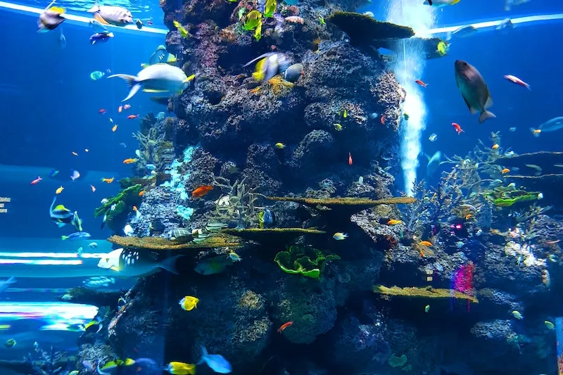 Видео и анимация